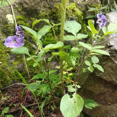 Solanum demissum