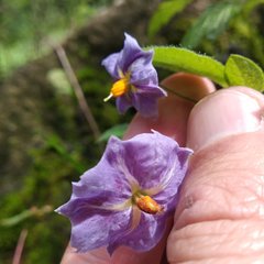 Solanum demissum