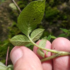 Solanum demissum