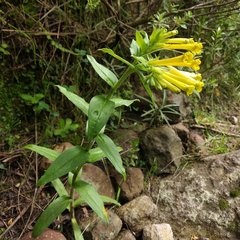 Lithospermum oblongifolium