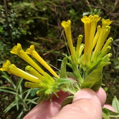 Lithospermum oblongifolium