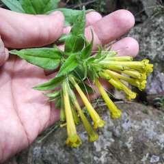 Lithospermum oblongifolium