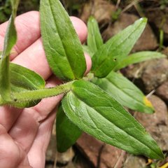 Lithospermum oblongifolium