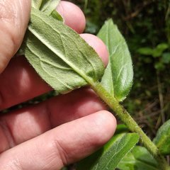 Lithospermum oblongifolium