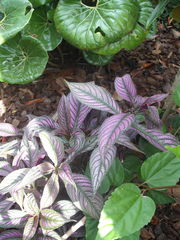 Strobilanthes auriculata dyeriana