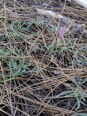 Penstemon neotericus