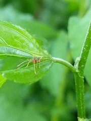 Paraxenetus guttulatus