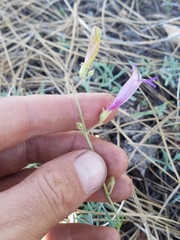 Penstemon neotericus