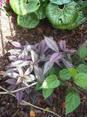 Strobilanthes auriculata dyeriana