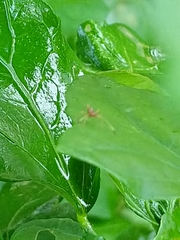 Paraxenetus guttulatus