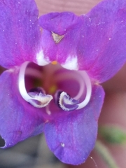 Penstemon neotericus