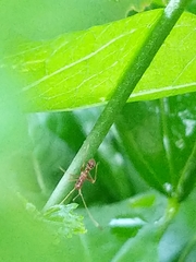 Paraxenetus guttulatus