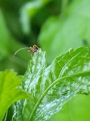 Paraxenetus guttulatus