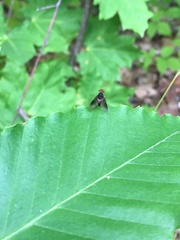 Chrysopilus quadratus
