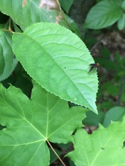Chrysopilus quadratus