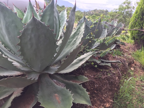 Agave seemanniana
