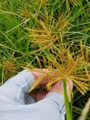 Cyperus esculentus