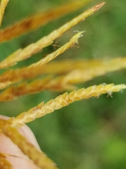 Cyperus esculentus