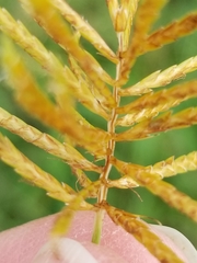 Cyperus esculentus
