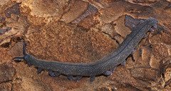 Peripatoides