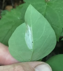 Macrosaccus morrisella