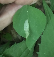 Macrosaccus morrisella