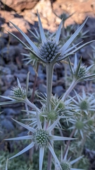 Eryngium glaciale