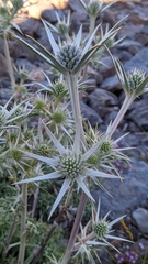 Eryngium glaciale