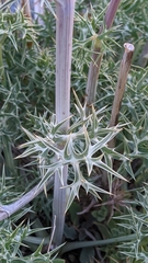 Eryngium glaciale
