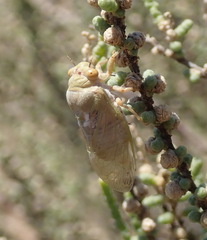 Derotettix mendosensis