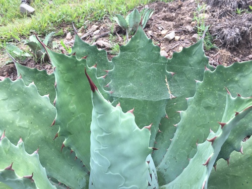 Agave seemanniana