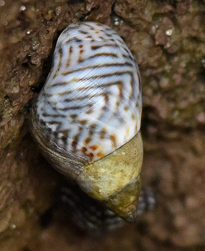 Zebra Periwinkle