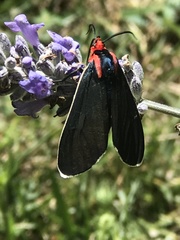 Ctenucha rubroscapus