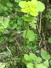 Chrysosplenium iowense