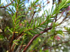 Astartea fascicularis