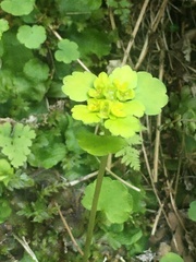 Chrysosplenium iowense