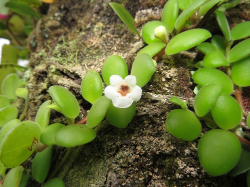 Codonanthe devosiana