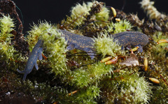 Peripatoides