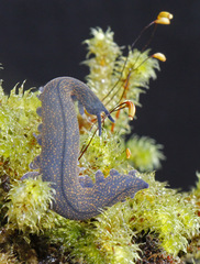 Peripatoides