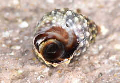 Echinolittorina tuberculata