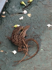 Anolis sagrei
