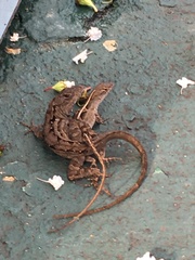 Anolis sagrei