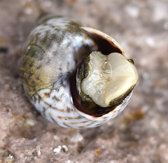 Echinolittorina ziczac