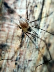 Mitostoma chrysomelas