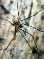 Mitostoma chrysomelas