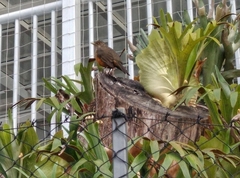 Turdus rufiventris