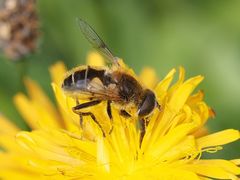 Eristalis jugorum