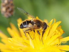 Eristalis jugorum