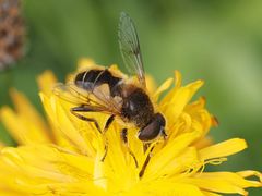 Eristalis jugorum