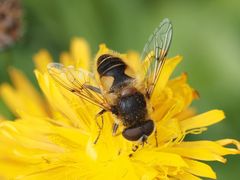 Eristalis jugorum